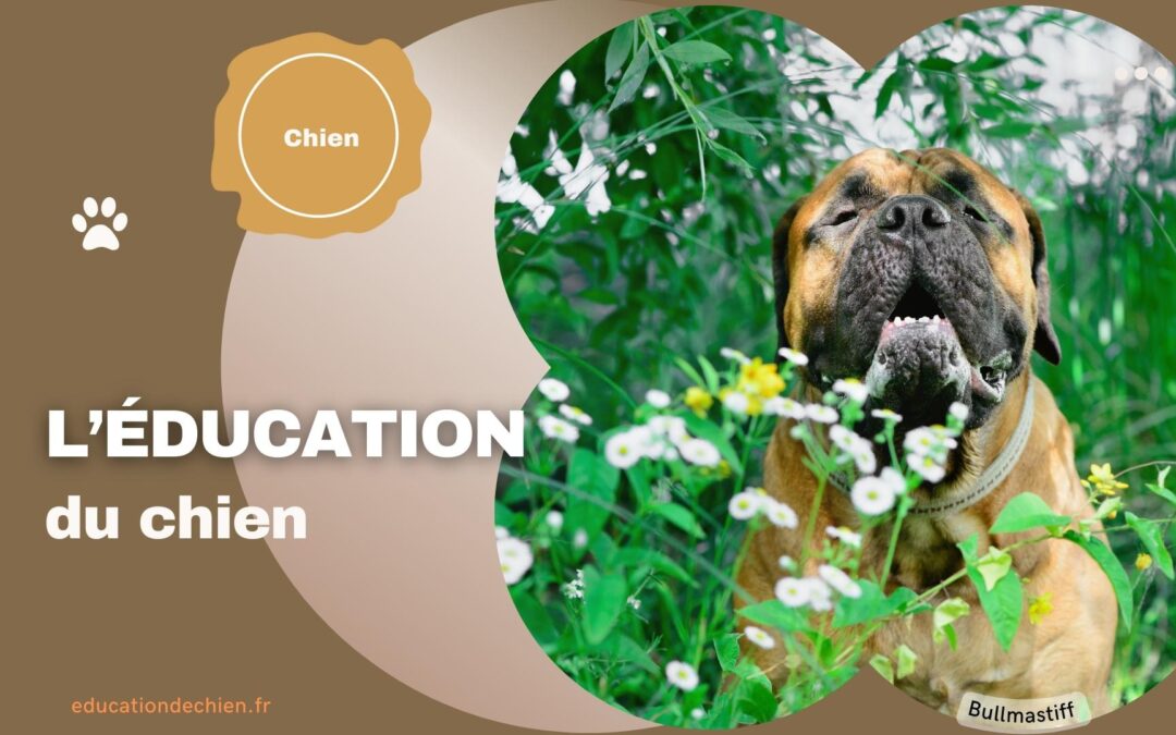 L’éducation du chien