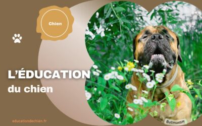 L’éducation du chien
