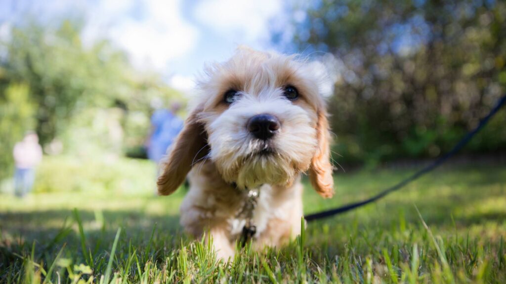 Chien en laisse