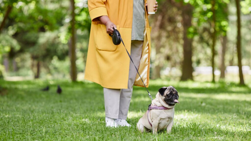 Chien en laisse