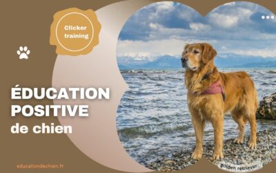 Education positive de chien, lui apprendre à gagner