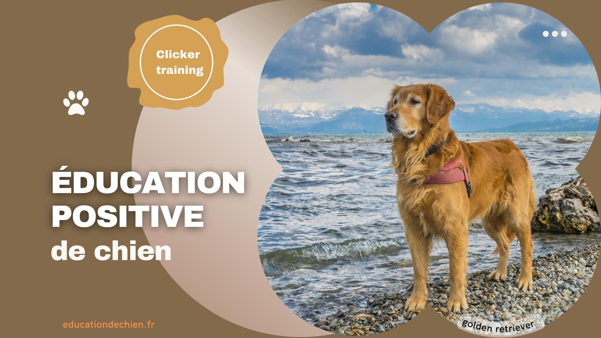 Golden retriever