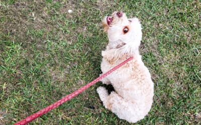 Apprendre au chien à marcher en laisse