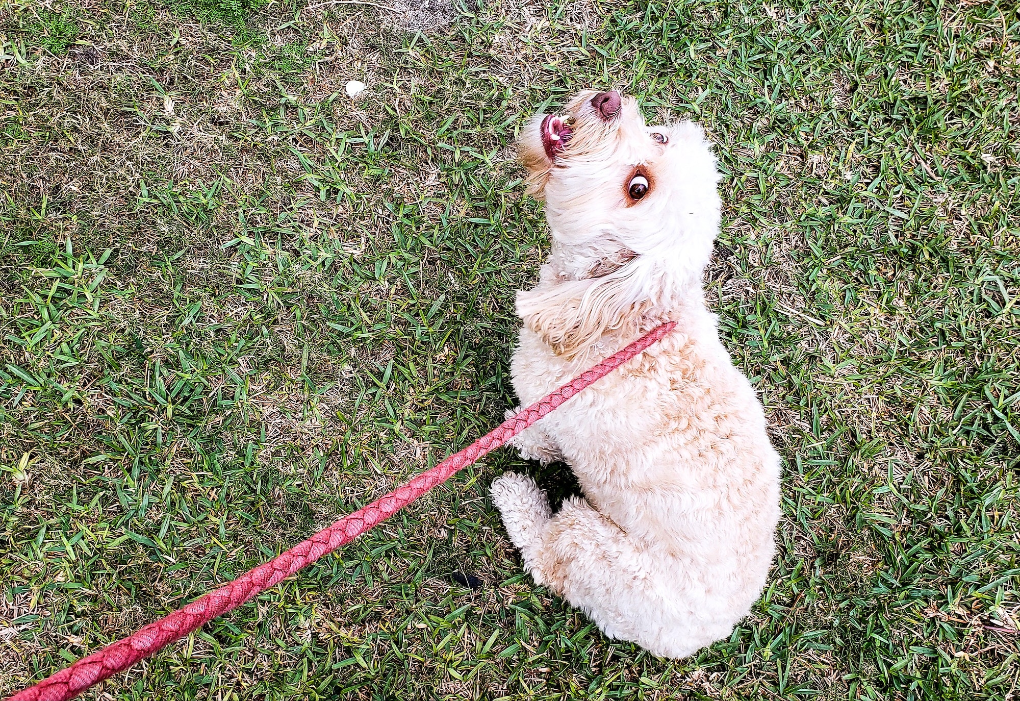 Chien refuse marché en laisse