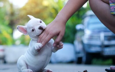 Gérer les morsures de son chiot