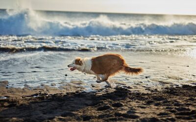 Clicker training : Technique avec cible pour chien