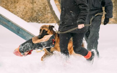 Clicker training : L’exercice de la capture