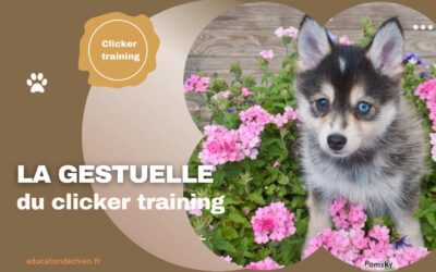 La gestuelle du clicker training pour chien