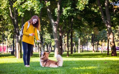 Travailler le rappel avec son chien