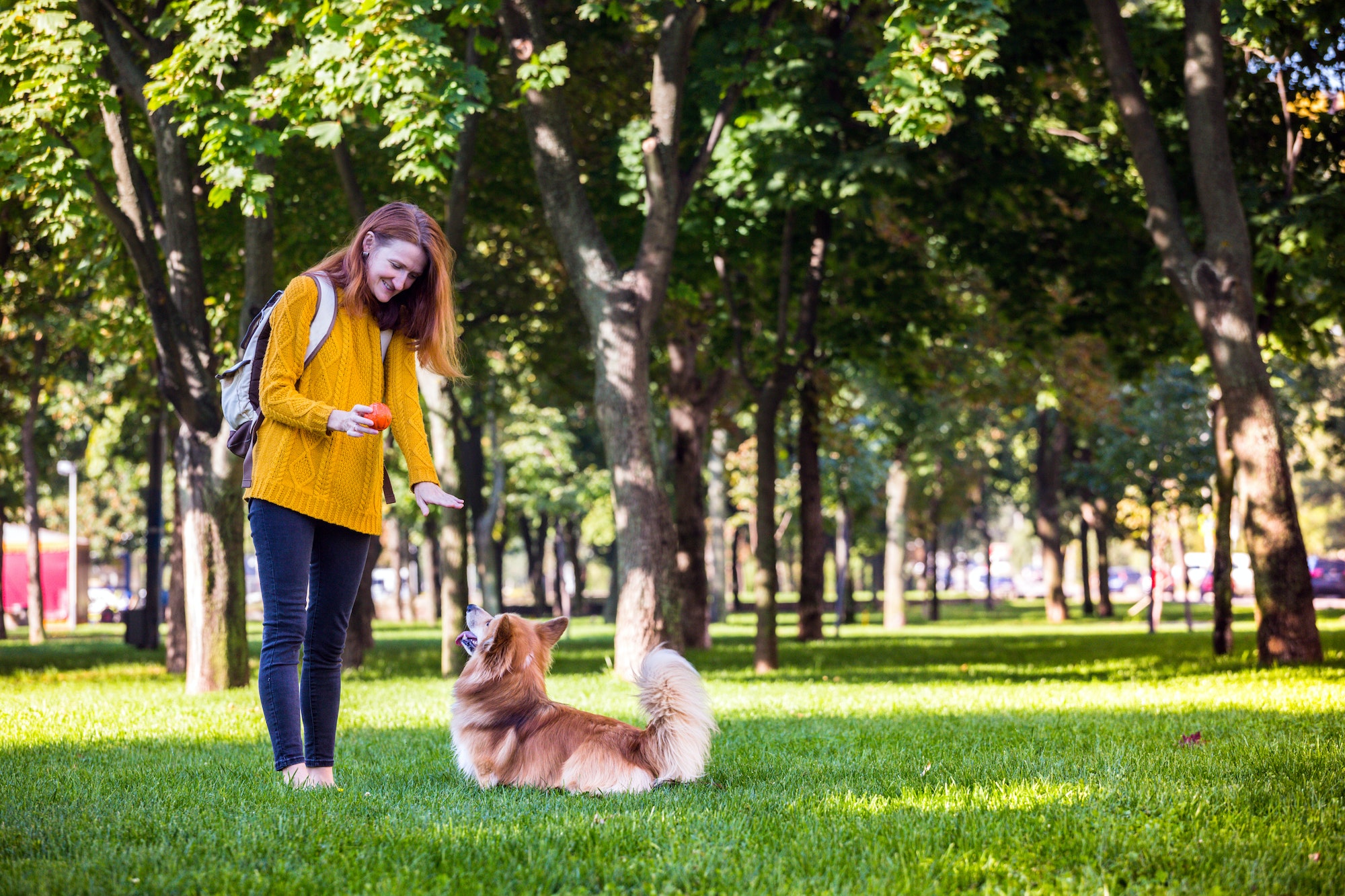 Chien retour maitre