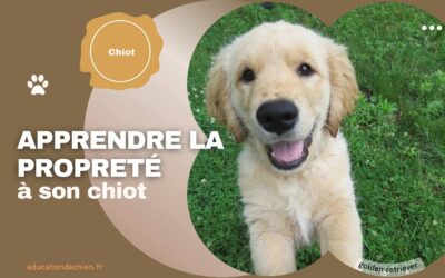 Apprendre la propreté à son chiot