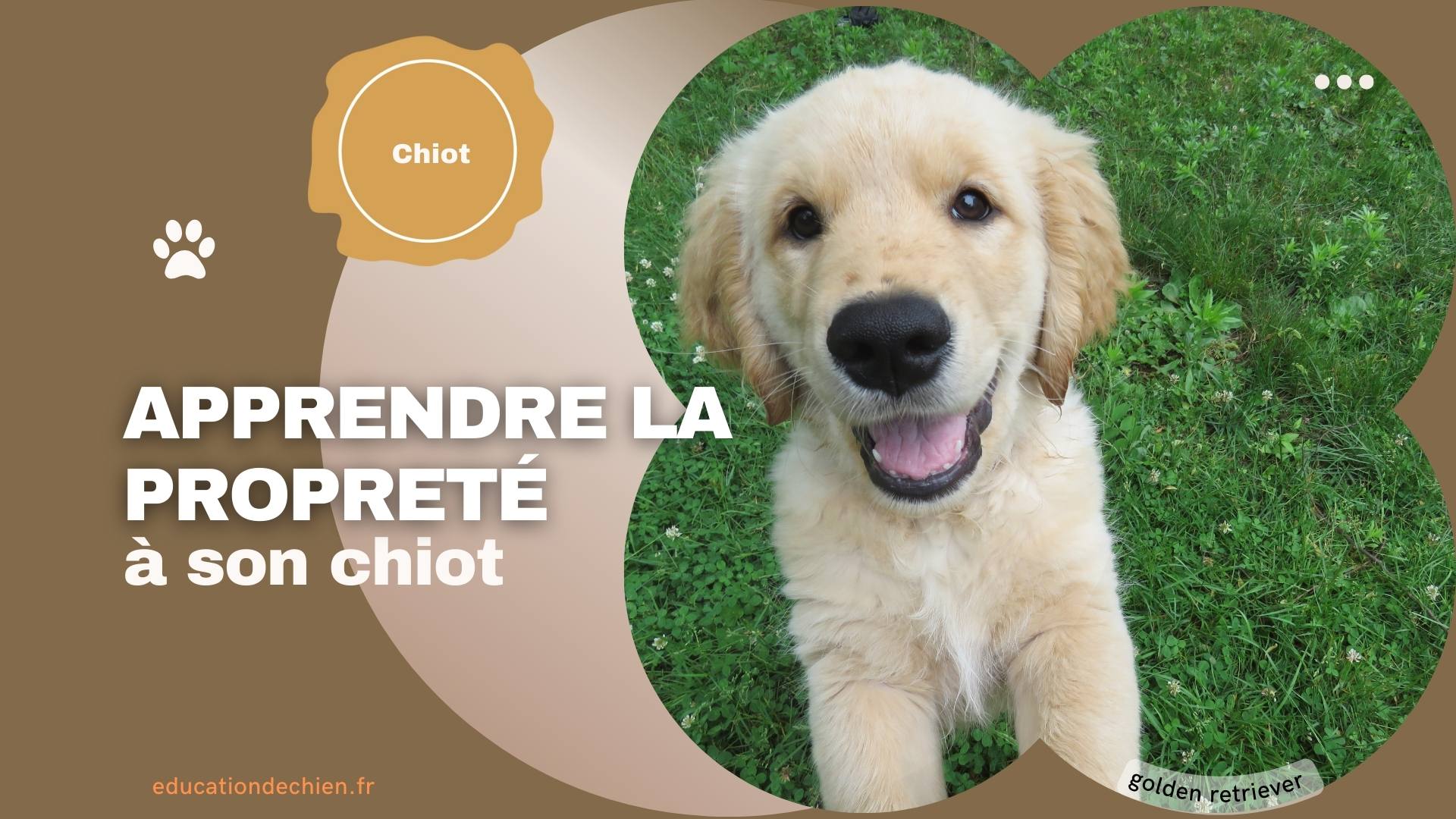 golden retriever