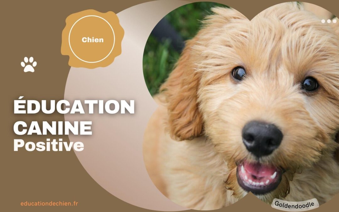 Qu’est ce que l’éducation canine Positive ?