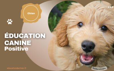 Qu’est ce que l’éducation canine Positive ?