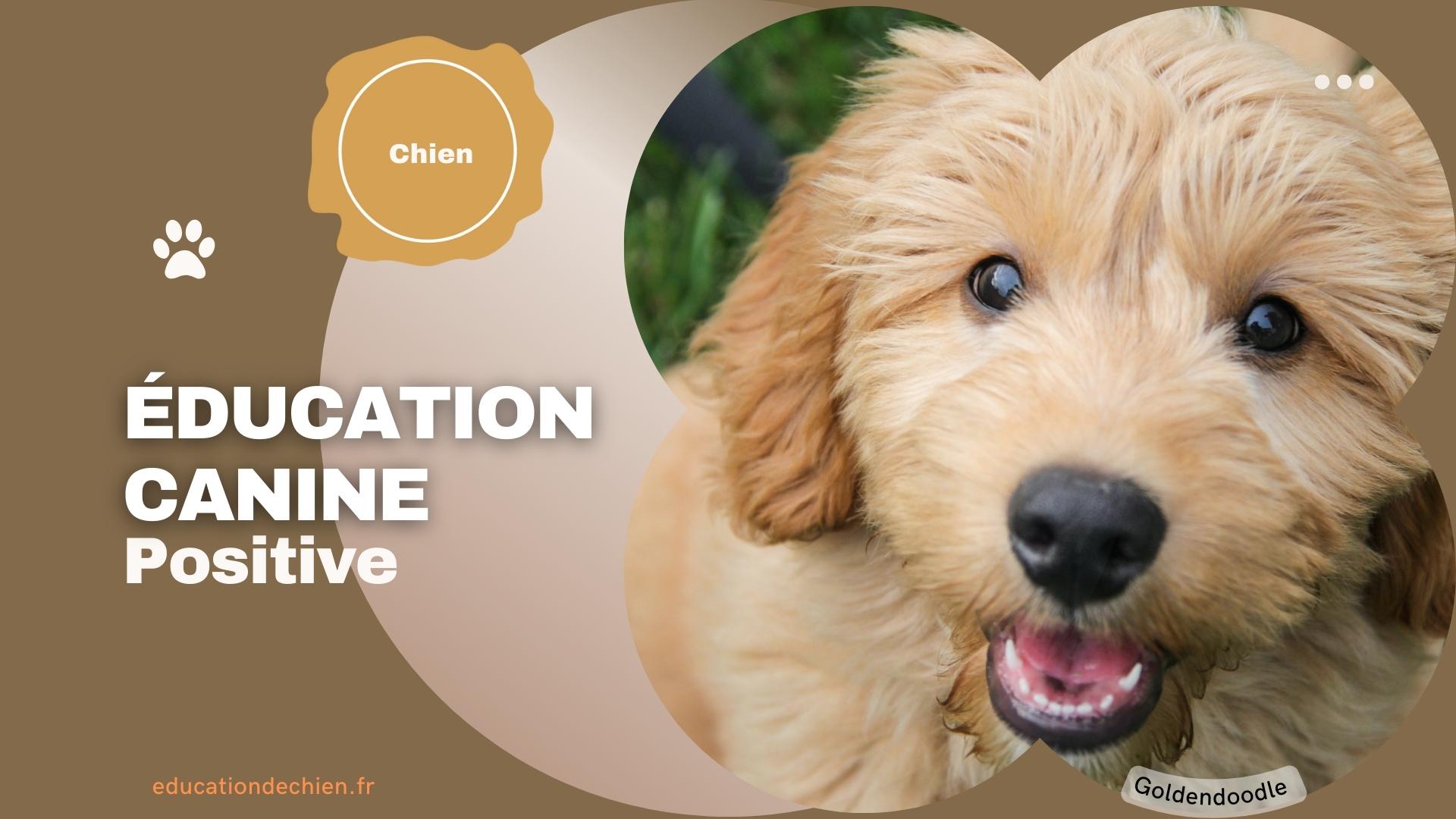 Goldendoodle