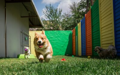 Education positive de chien, lui apprendre à gagner