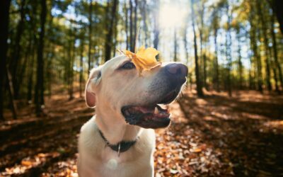 Développer son timing en clicker training. Exemple concret pour chien