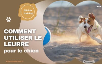 Clicker training : Comment utiliser le leurre pour le chien