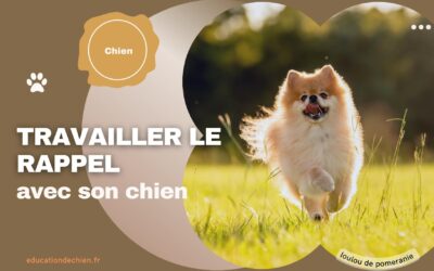 Travailler le rappel avec son chien