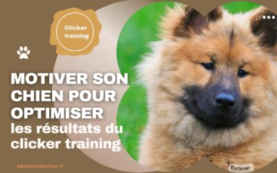 Comment motiver son chien pour optimiser les résultats du clicker training