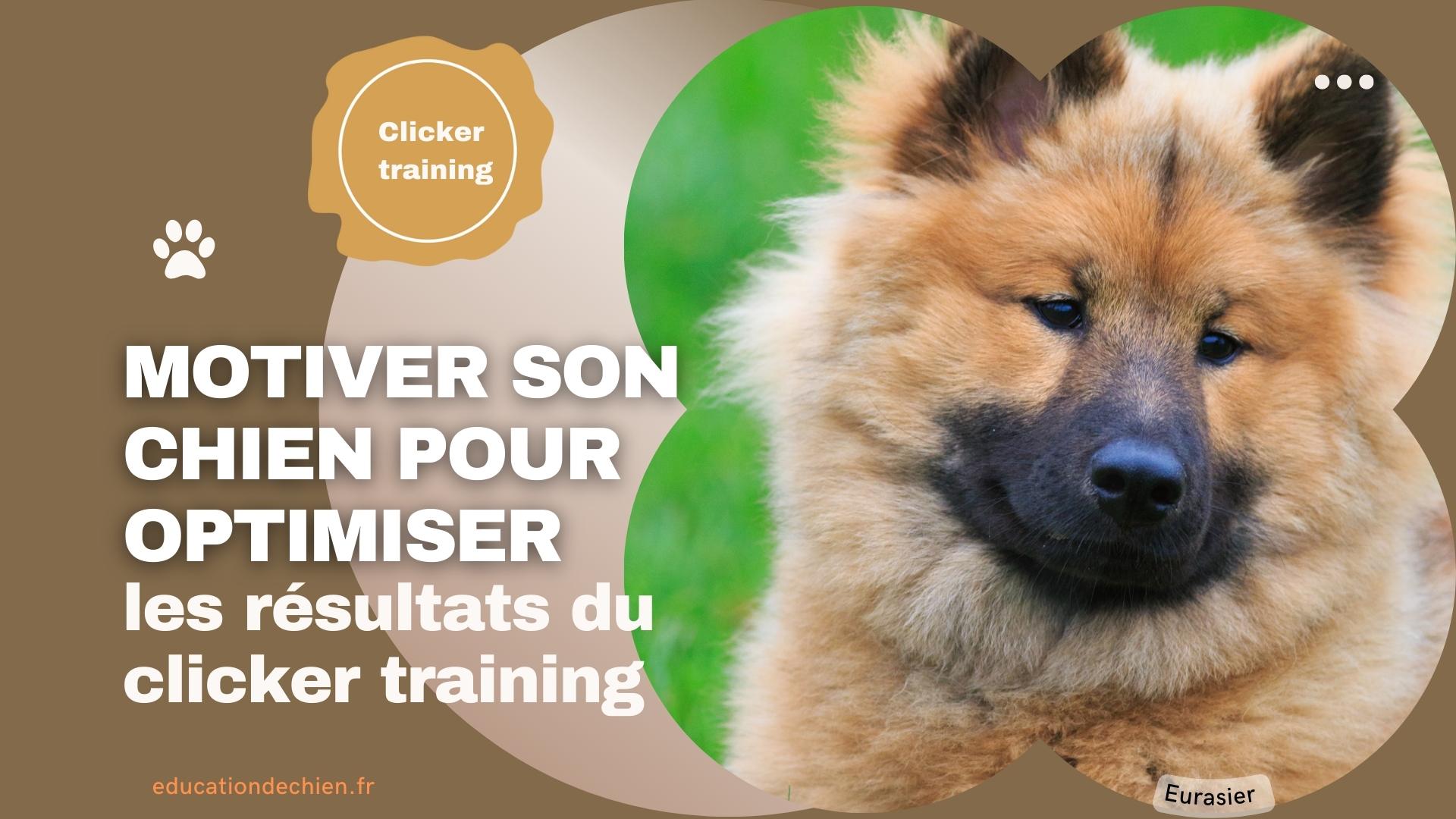 Eurasier
