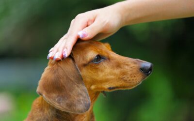 Capter l’attention du chien avec l’interrupteur positif