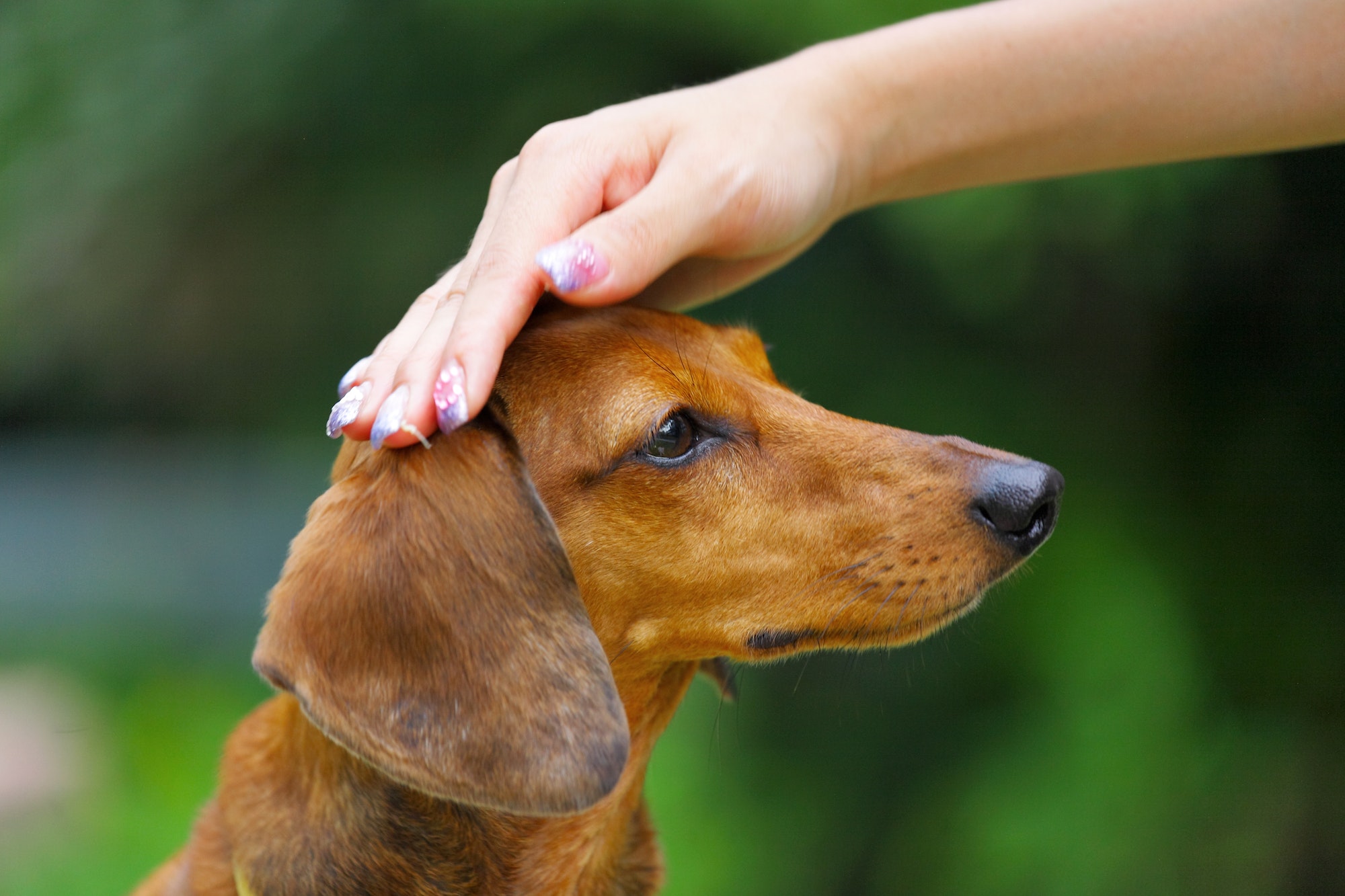 interrupteur positif chien