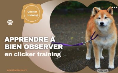Apprendre à bien observer en clicker training pour chien