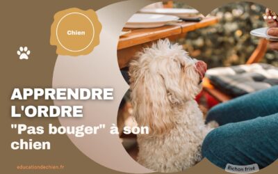 Apprendre le « Pas bouger » à son chien