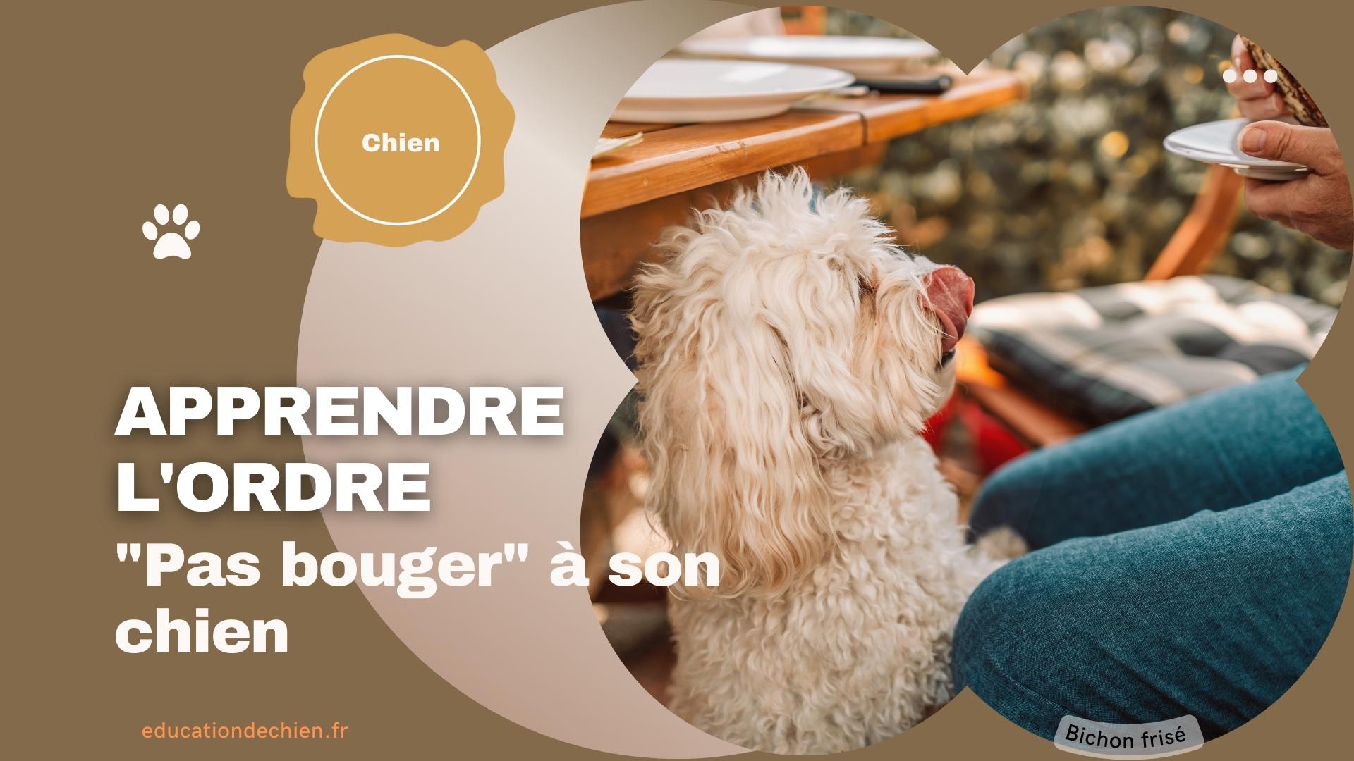 Bichon frisé