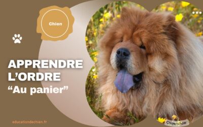 Apprendre l’ordre « Au panier » à son chien