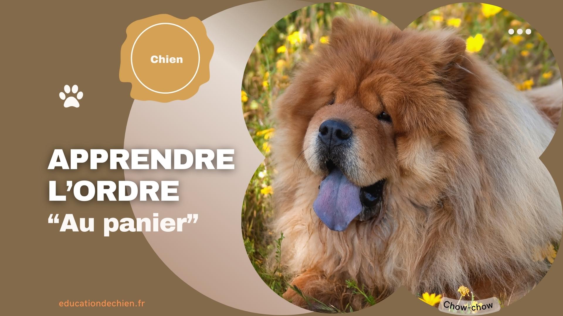 Chow-chow