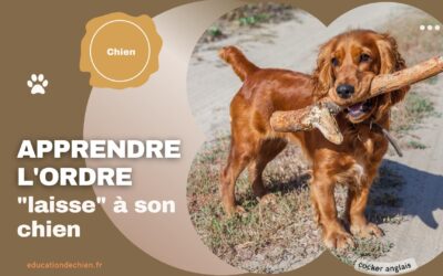 Apprendre l’ordre « laisse » à son chien
