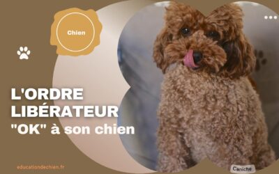 Comment apprendre l’ordre libérateur « OK » à son chien ?