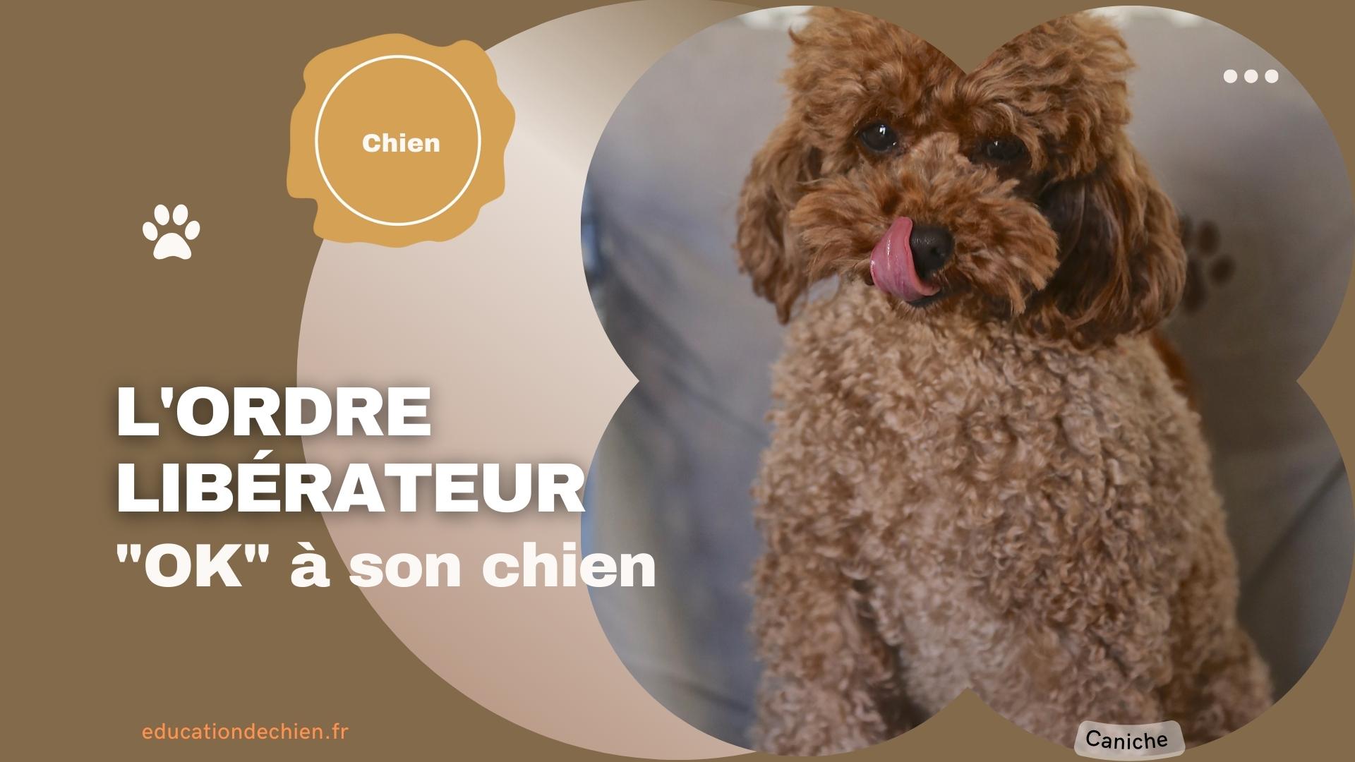 Caniche