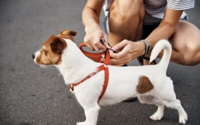 Désensibiliser son chien grâce au jeu du collier