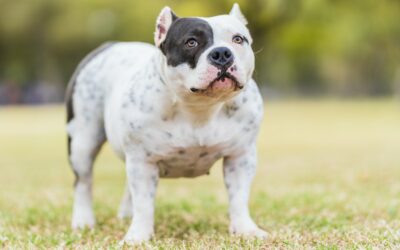 Découvrez le principe du renforcement positif pour chien