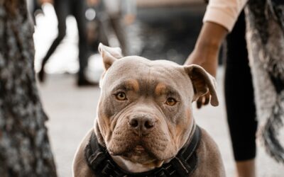 Les races de chiens interdites ou réglementées dans différents pays et régions.