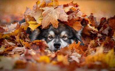 Apprendre à son chien à nous suivre grâce au jeu de la cachette