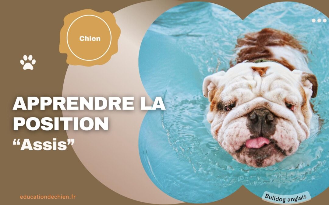 Apprendre la position « Assis » à son chien