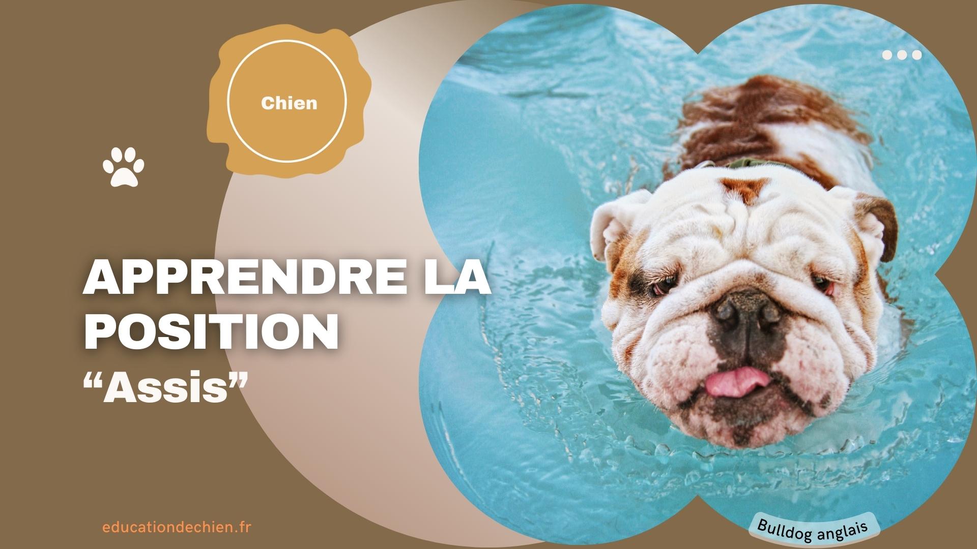 Bulldog anglais