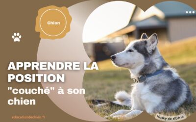Apprendre la position « couché » à son chien