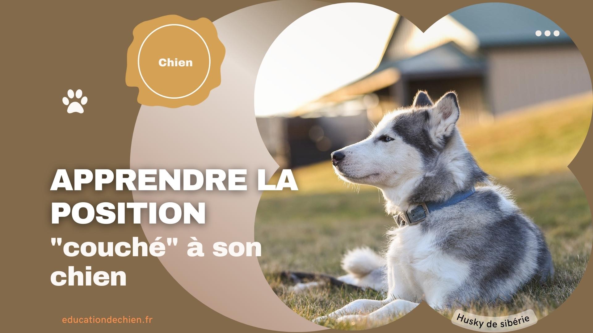 Husky de sibérie