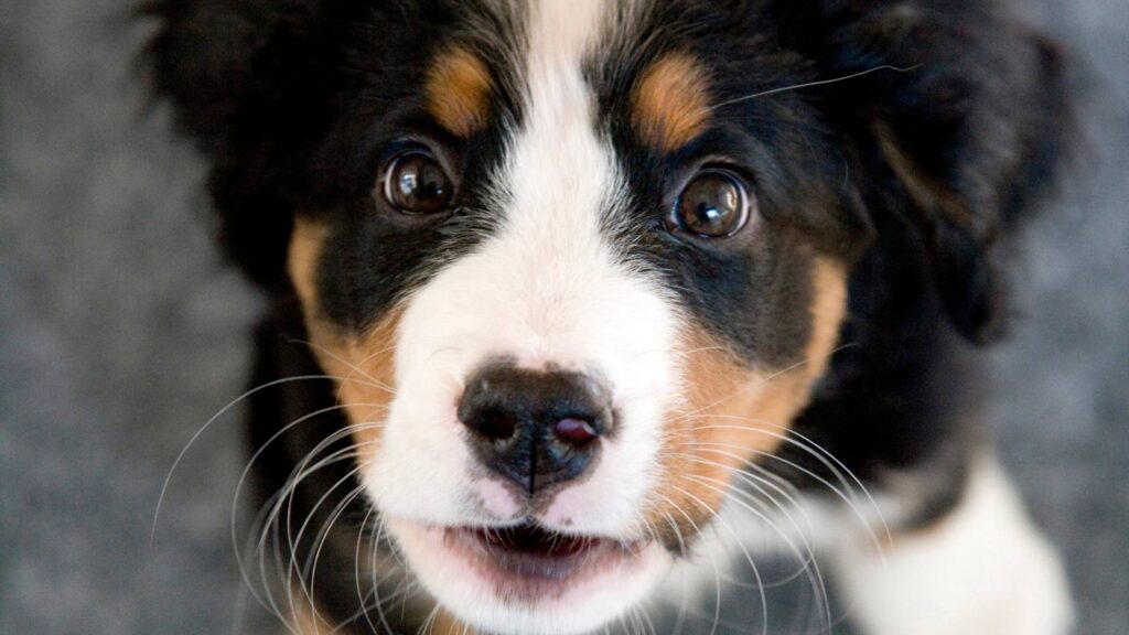 propreté chiot