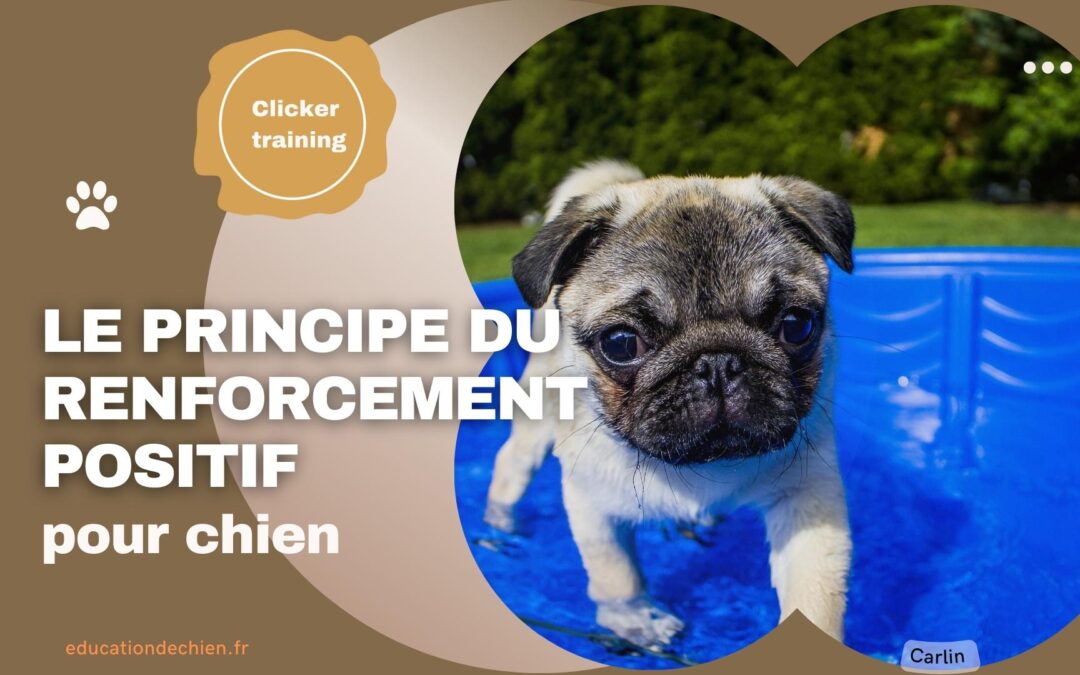 Découvrez le principe du renforcement positif pour chien