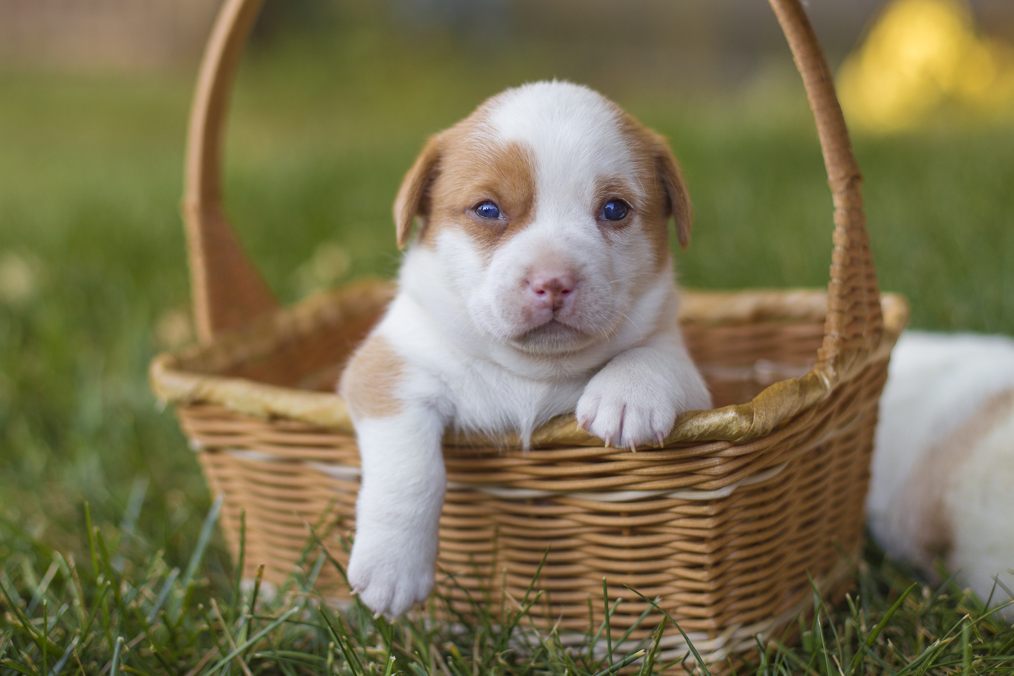 Apprendre chien dans panier