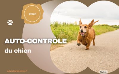Développer l’auto-contrôle du chien