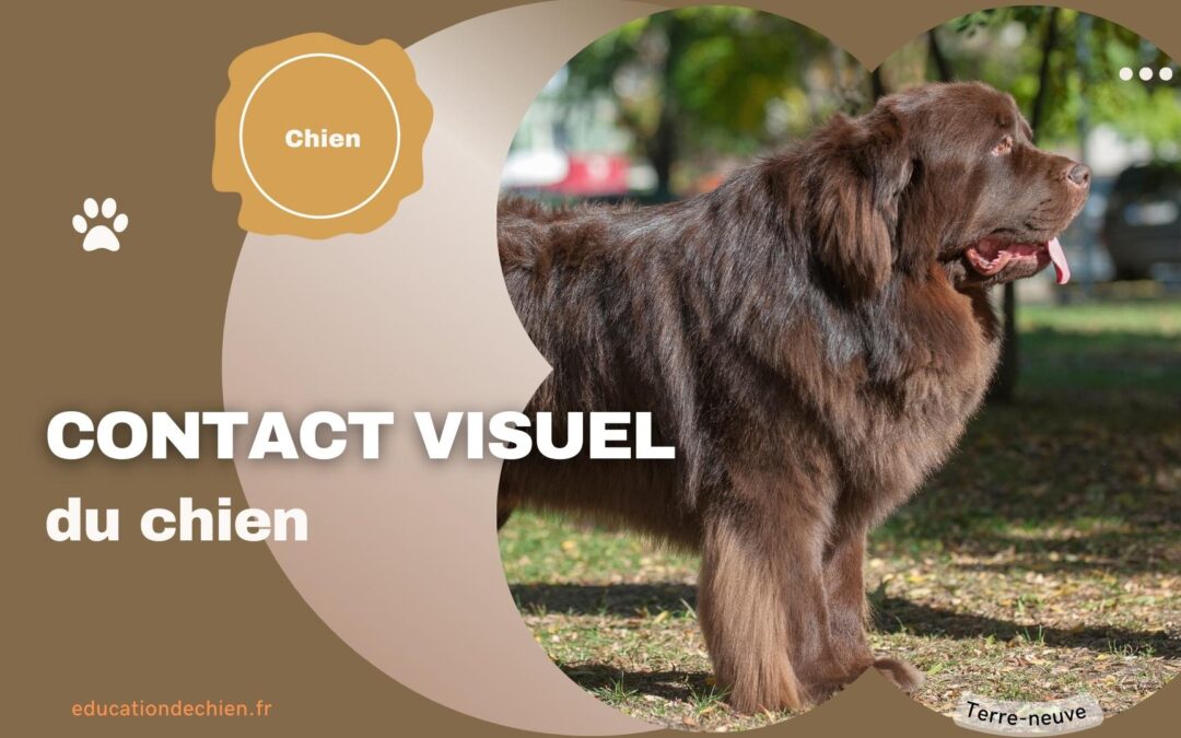 Comment le contact visuel peut vous aider à conserver l’attention de votre chien