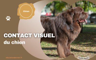 Comment le contact visuel peut vous aider à conserver l’attention de votre chien
