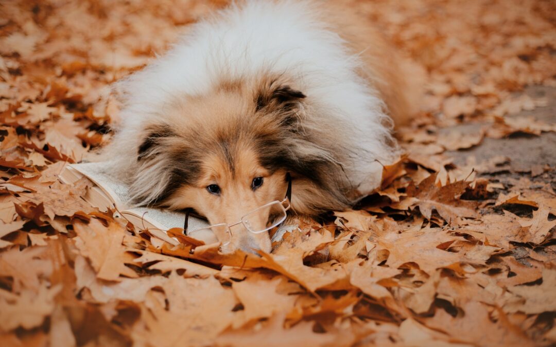 Les conséquences juridiques de l’abandon d’un chien.
